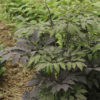 CIMICIFUGA CHOCOHOLIC BLACK SNAKEROOT