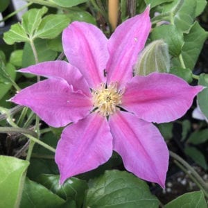 CLEMATIS ABILENE CLEMATIS