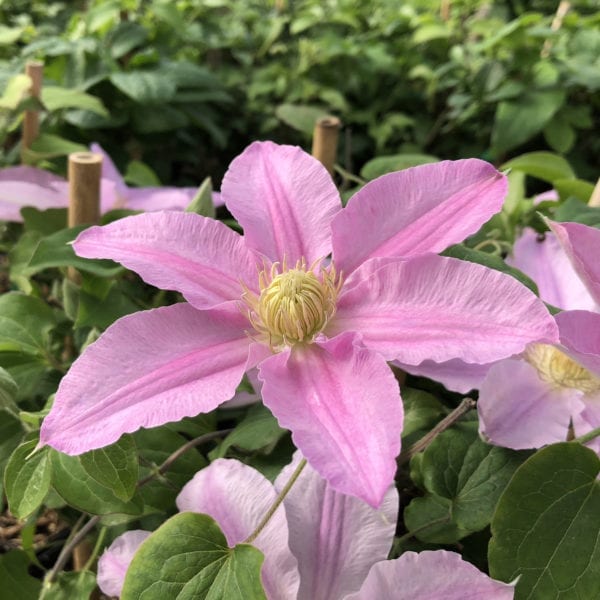 CLEMATIS ABILENE CLEMATIS