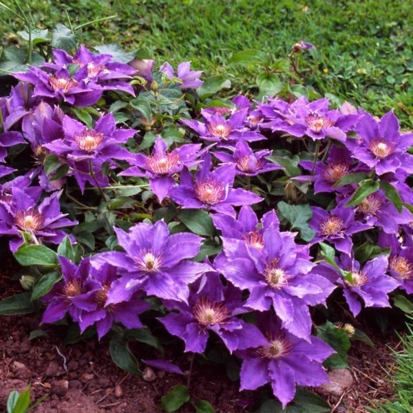 CLEMATIS BIJOU CLEMATIS