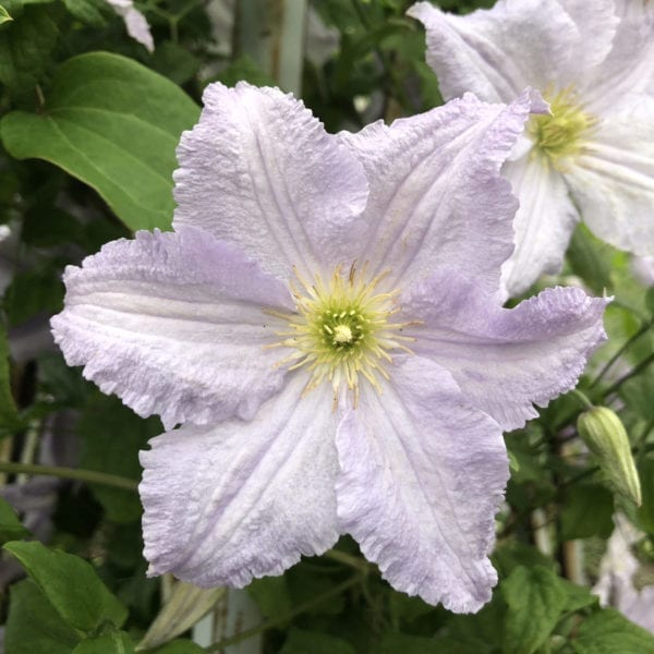 CLEMATIS BLUE ANGEL