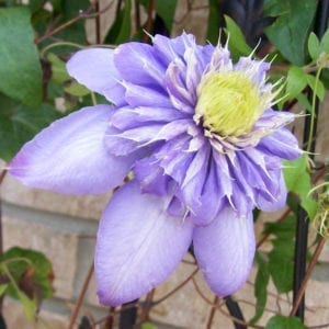 CLEMATIS BLUE LIGHT CLEMATIS