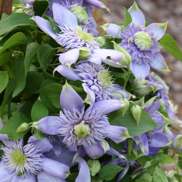 CLEMATIS BLUE LIGHT CLEMATIS