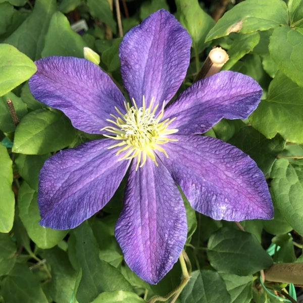 CLEMATIS BONANZA CLEMATIS