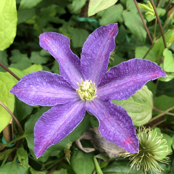 CLEMATIS BONANZA CLEMATIS