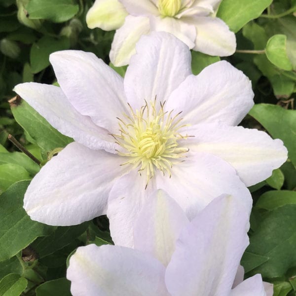 CLEMATIS BOULEVARD CHELSEA CLEMATIS