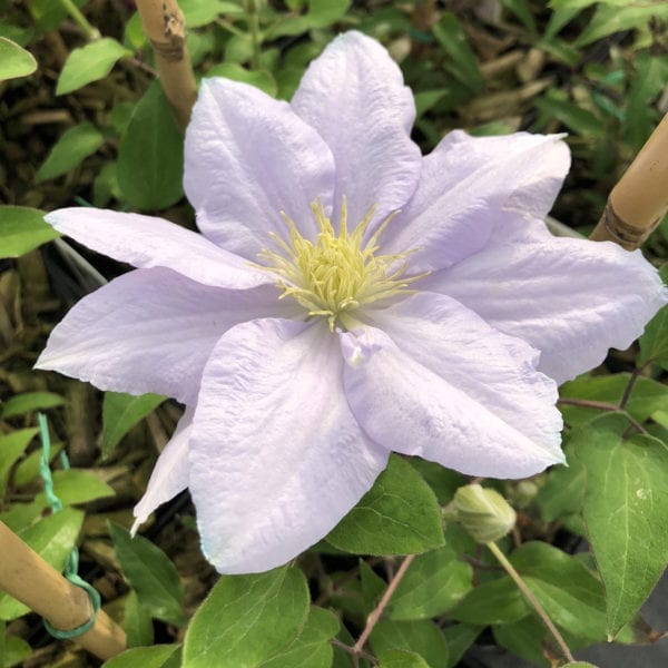 CLEMATIS BOULEVARD CHELSEA CLEMATIS