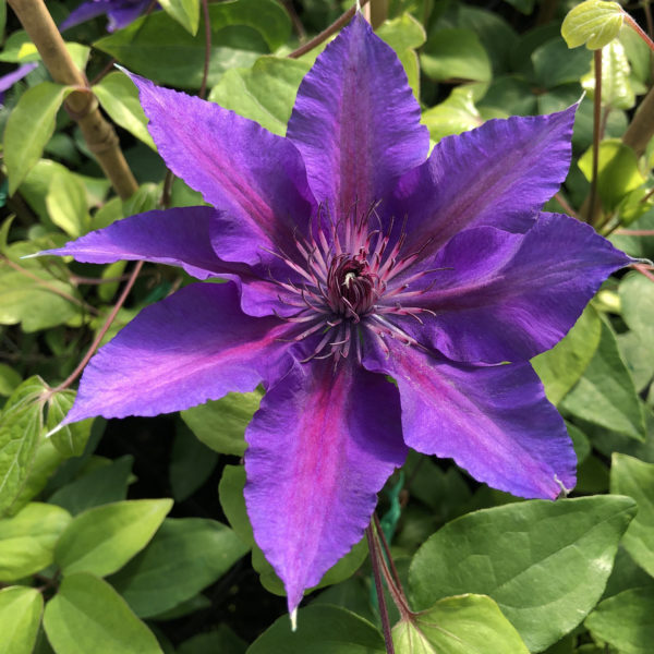 CLEMATIS BOULEVARD EDDA CLEMATIS