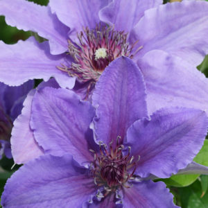 CLEMATIS BOULEVARD INES CLEMATIS