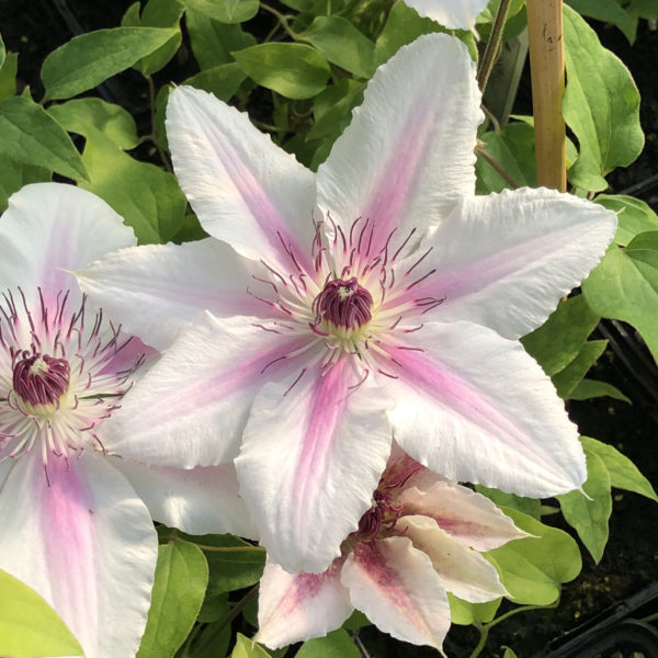 CLEMATIS BOULEVARD THE COUNTESS WESSEX CLEMATIS