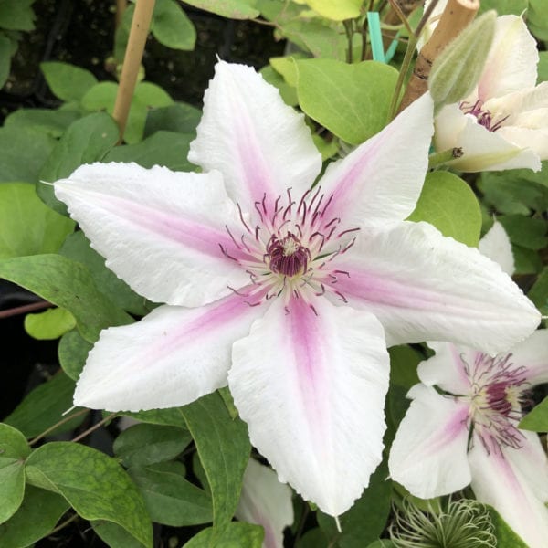 CLEMATIS BOULEVARD THE COUNTESS WESSEX CLEMATIS