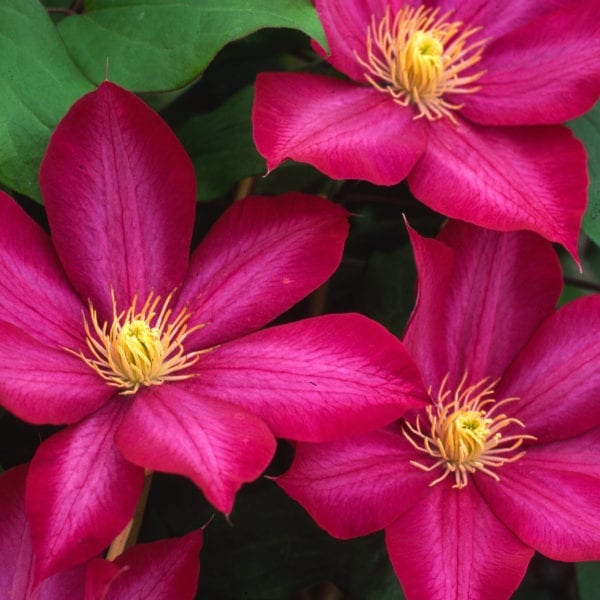 CLEMATIS BOURBON CLEMATIS