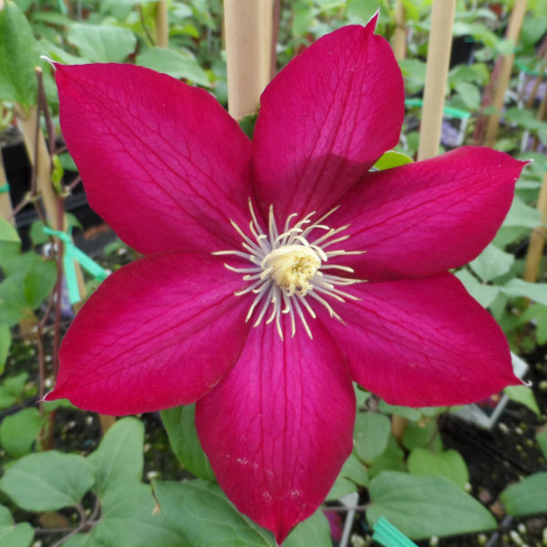 CLEMATIS BOURBON CLEMATIS