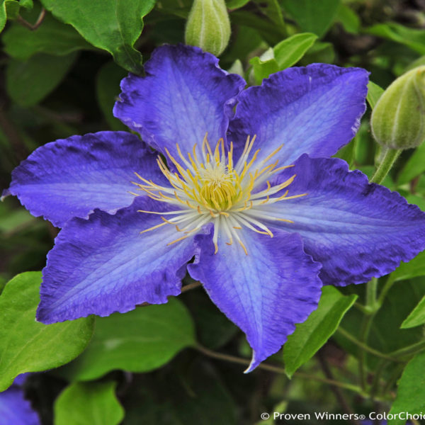 CLEMATIS BROTHER STEFAN CLEMATIS