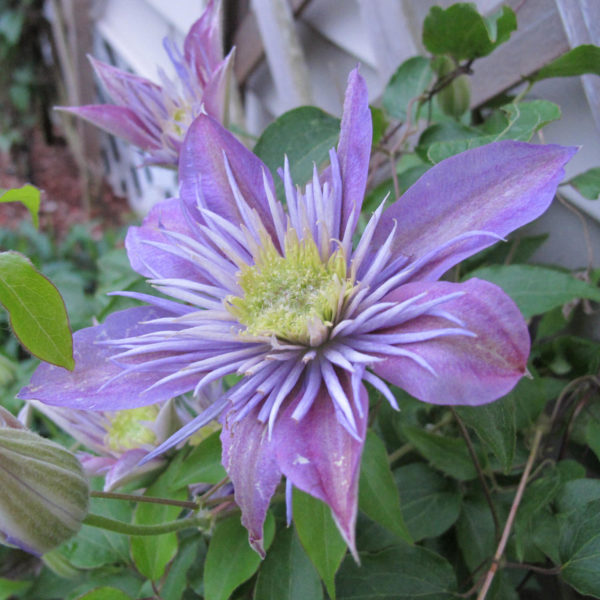 CLEMATIS CRYSTAL FOUNTAIN CLEMATIS