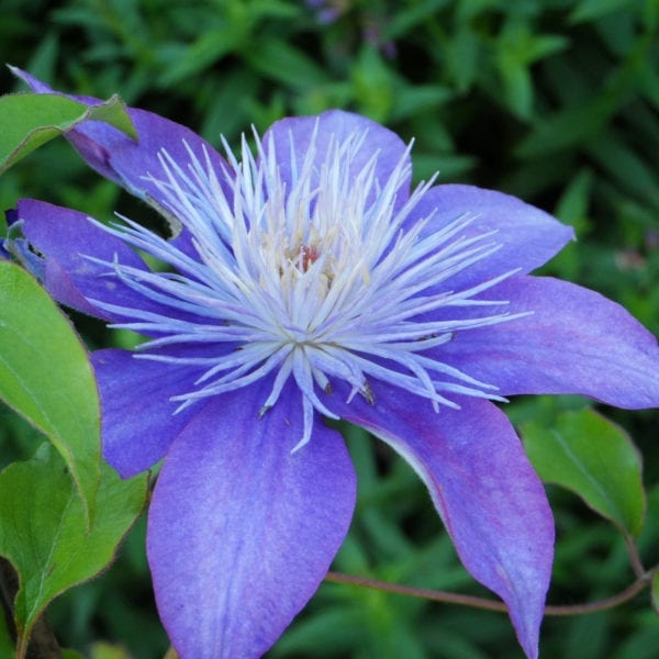 CLEMATIS CRYSTAL FOUNTAIN CLEMATIS