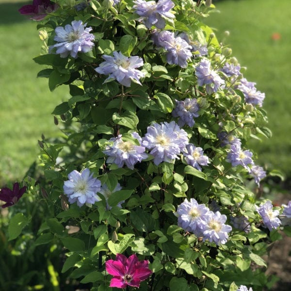 CLEMATIS DIAMOND BALL CLEMATIS