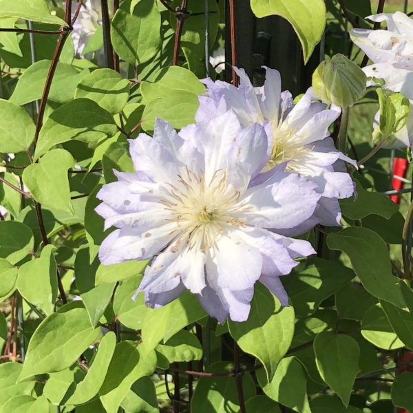 CLEMATIS DIAMOND BALL CLEMATIS