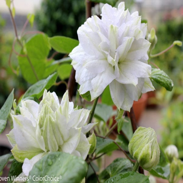 CLEMATIS DIAMOND BALL CLEMATIS