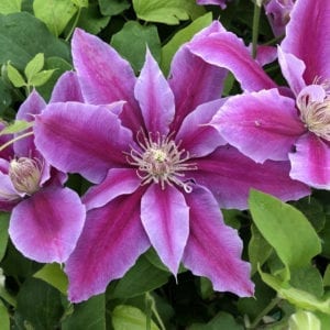 CLEMATIS DR RUPPEL CLEMATIS