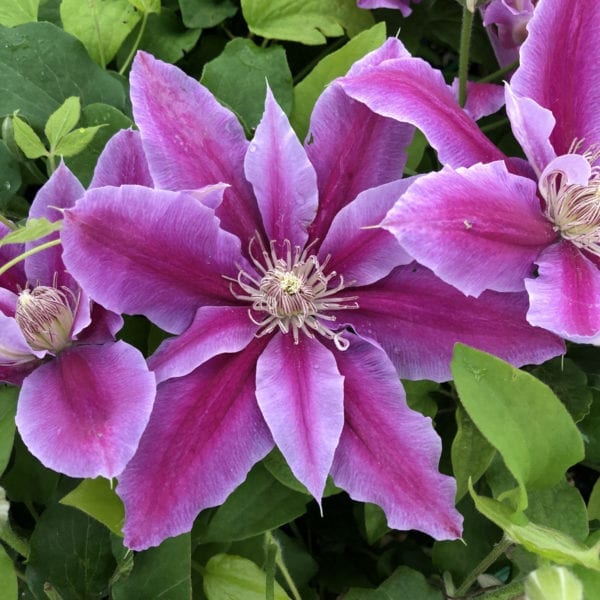 CLEMATIS DR RUPPEL CLEMATIS