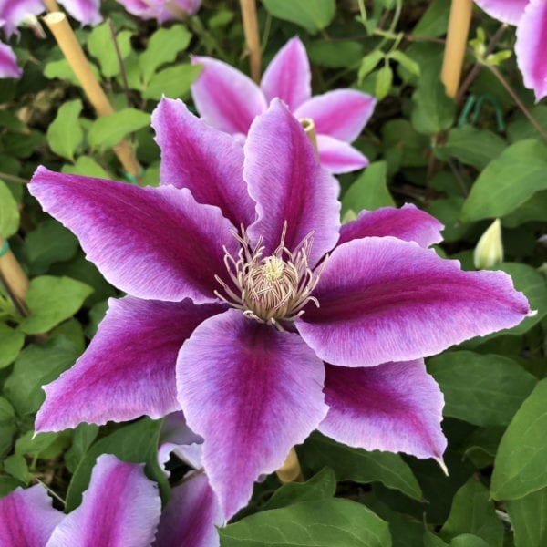 CLEMATIS DR RUPPEL CLEMATIS