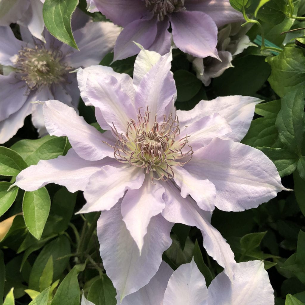 CLEMATIS FILIGREE CLEMATIS