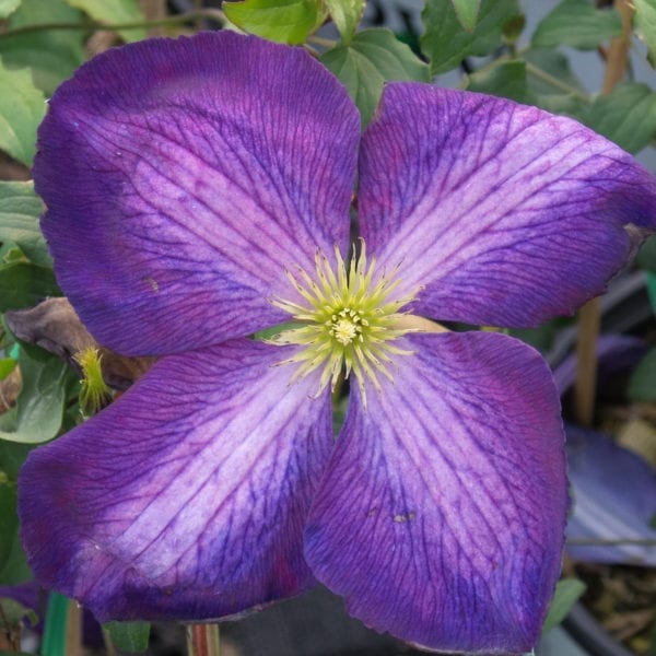 CLEMATIS HAPPY JACK PURPLE CLEMATIS