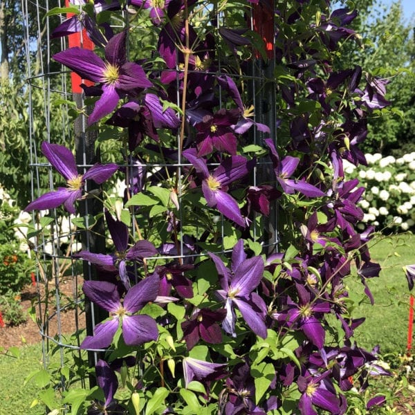 CLEMATIS HAPPY JACK PURPLE CLEMATIS