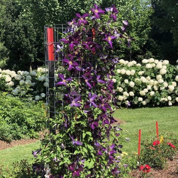 CLEMATIS HAPPY JACK PURPLE CLEMATIS