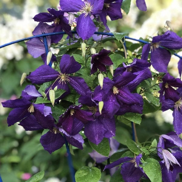 CLEMATIS HAPPY JACK PURPLE CLEMATIS