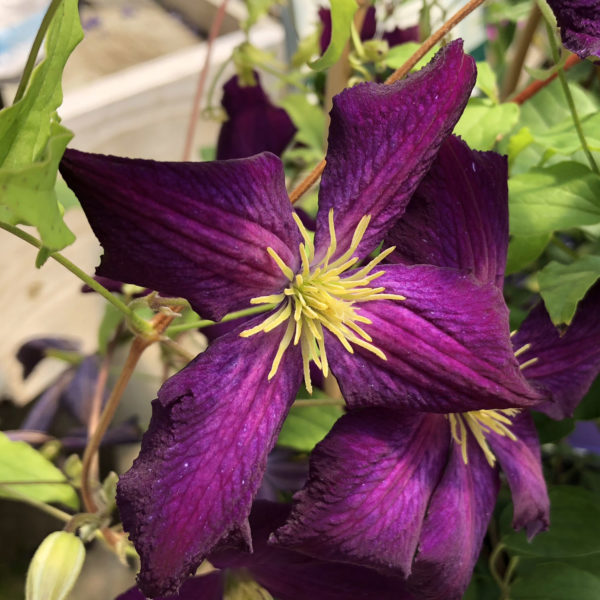 CLEMATIS HAPPY JACK PURPLE CLEMATIS