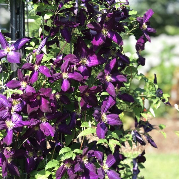 CLEMATIS HAPPY JACK PURPLE CLEMATIS