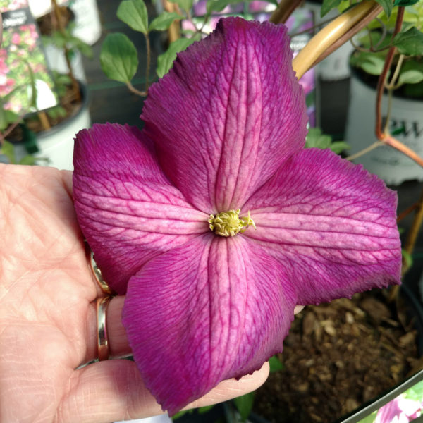 CLEMATIS HAPPY JACK PURPLE CLEMATIS