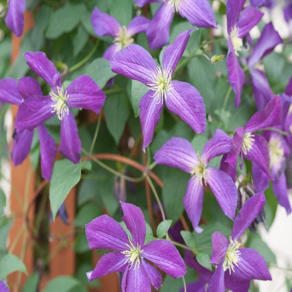 CLEMATIS HAPPY JACK PURPLE CLEMATIS