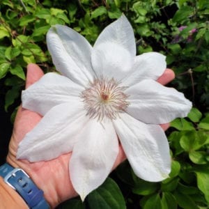 CLEMATIS HENRYI CLEMATIS