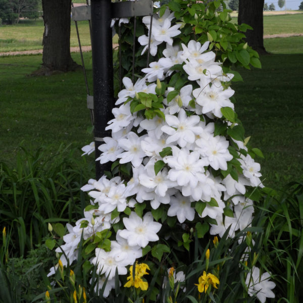 CLEMATIS HENRYI CLEMATIS