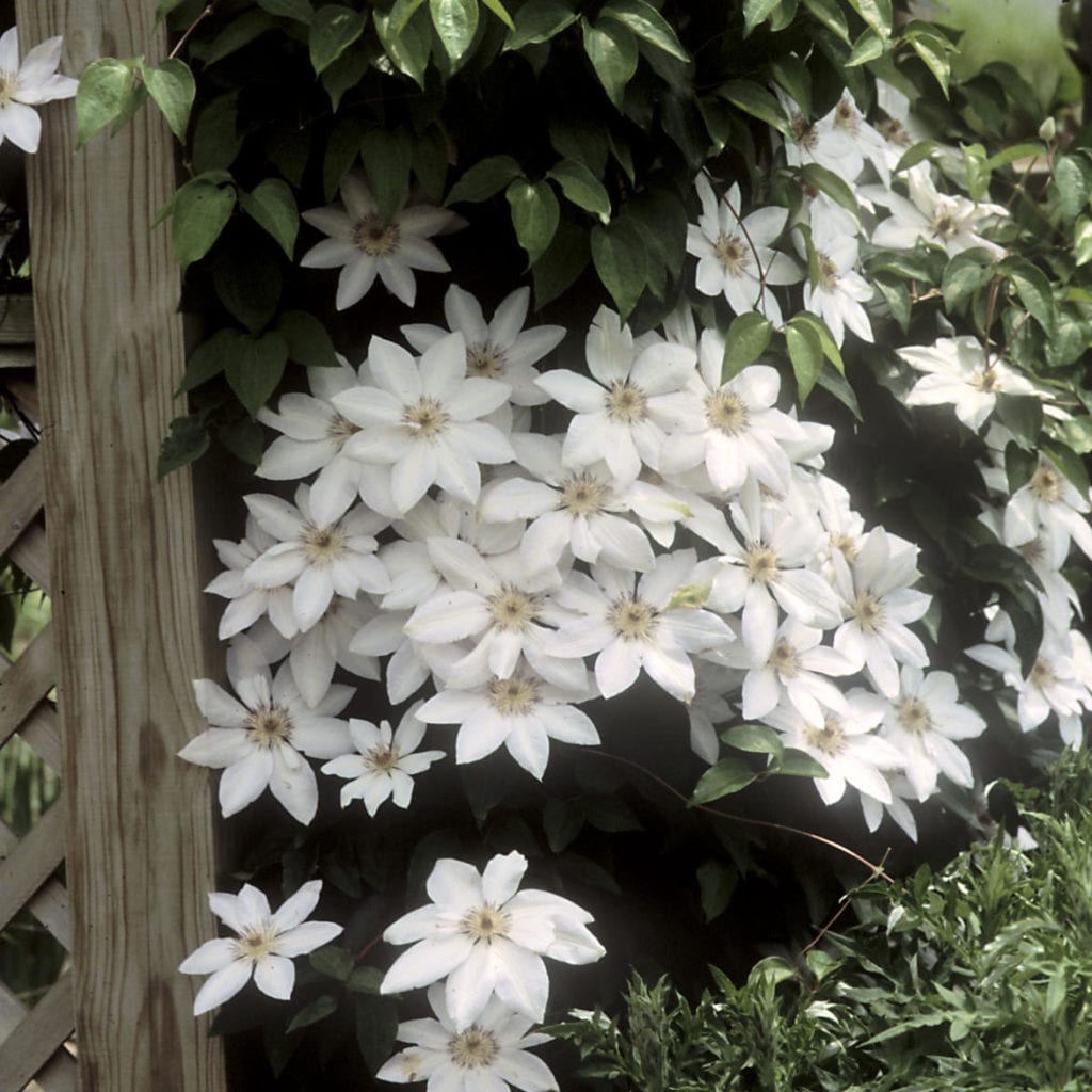 Clematis 'Henryi' Order Online