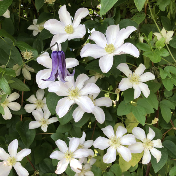 CLEMATIS HULDINE CLEMATIS