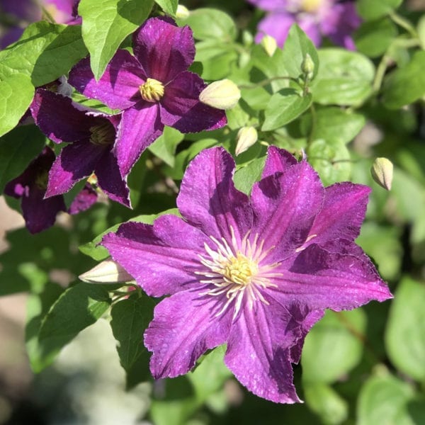 CLEMATIS JOLLY GOOD CLEMATIS