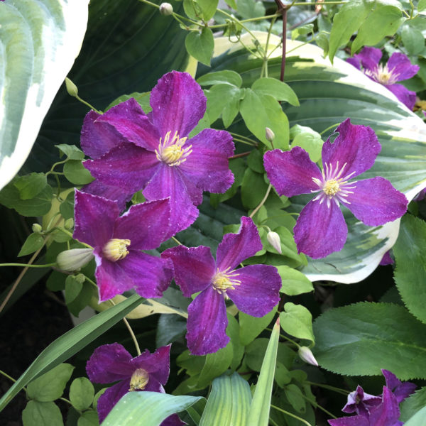 CLEMATIS JOLLY GOOD CLEMATIS