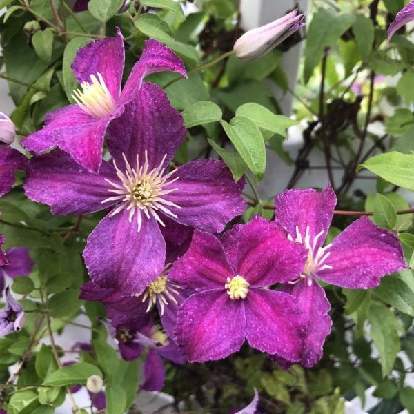 CLEMATIS JOLLY GOOD CLEMATIS