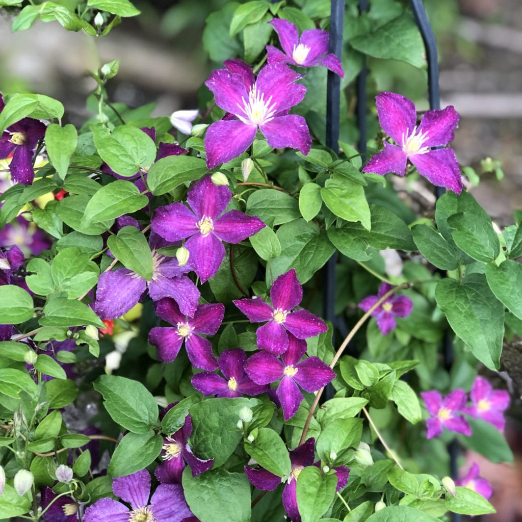 CLEMATIS JOLLY GOOD CLEMATIS