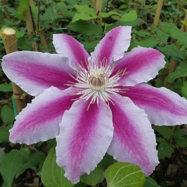 CLEMATIS KILIAN DONAHUE CLEMATIS