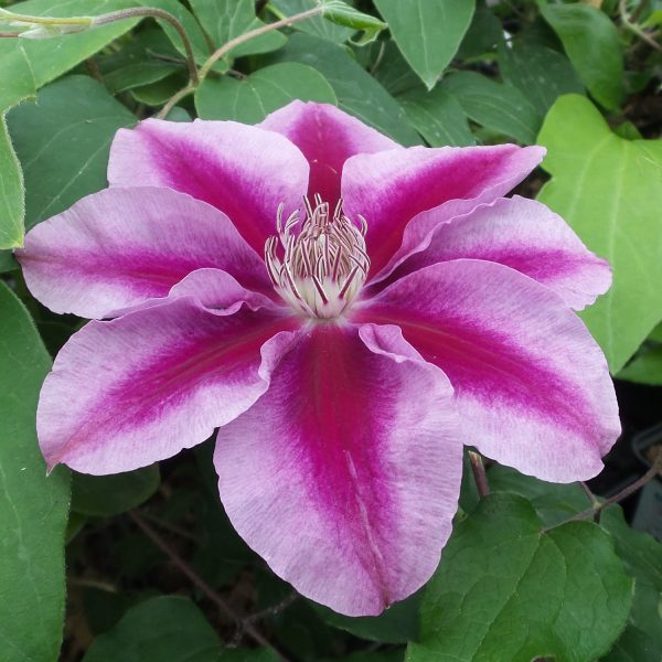 CLEMATIS KILIAN DONAHUE CLEMATIS