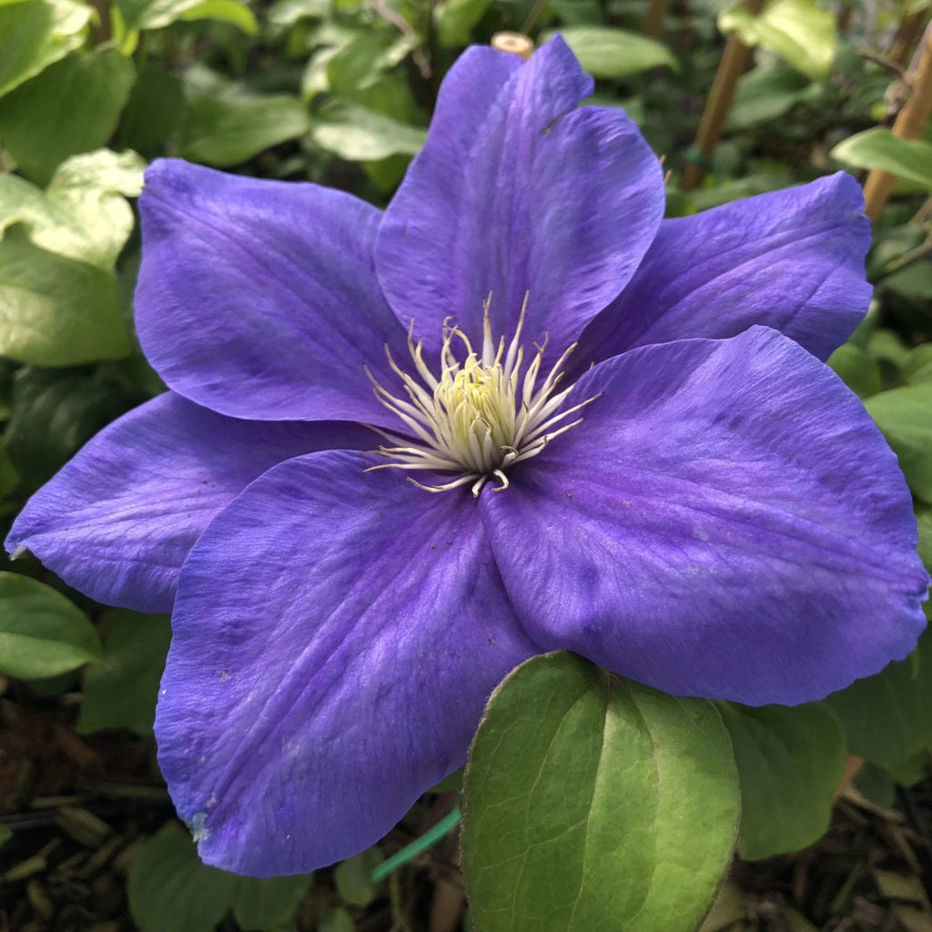 CLEMATIS LADY NORTHCLIFFE CLEMATIS
