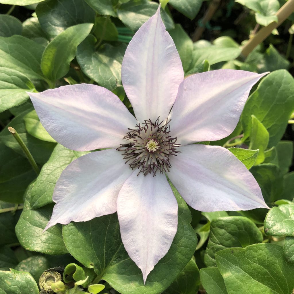 CLEMATIS MANON CLEMATIS