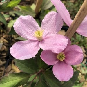 CLEMATIS MONTANA MAYLEEN CLEMATIS