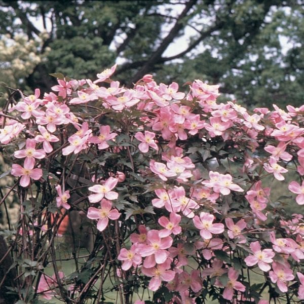 CLEMATIS MONTANA RUBENS CLEMATIS