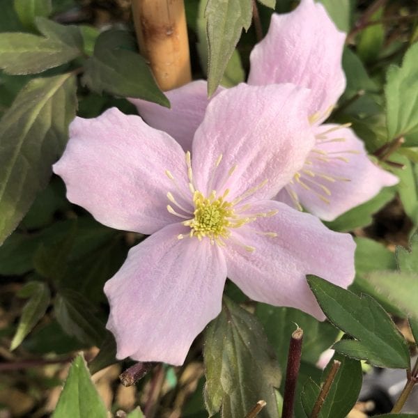 CLEMATIS MONTANA RUBENS CLEMATIS